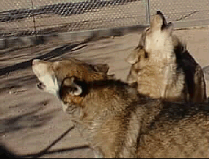 Wolves at Maxey Park Zoo in Pecos, Texas
